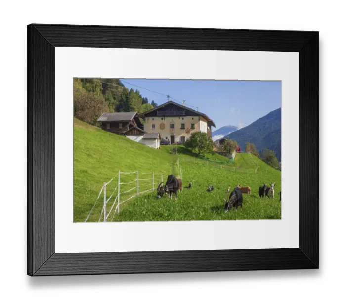 Framed Print : Goats graze on pasture in front of a farm