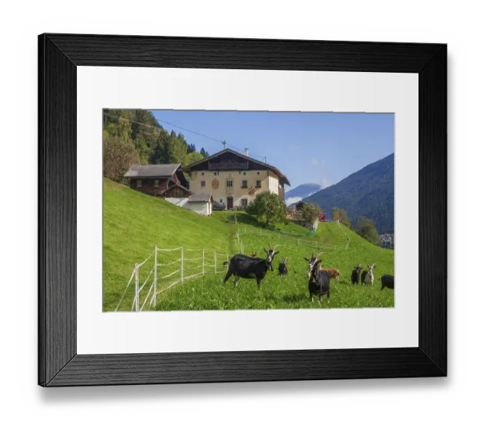 Framed Print : Goats graze on pasture in front of a farm