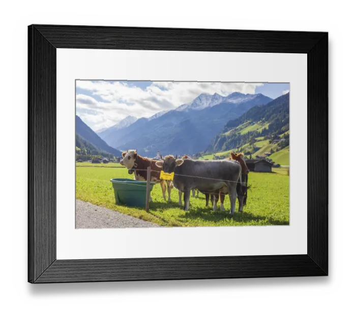 Framed Print : Cows watering on pasture in the background mountains