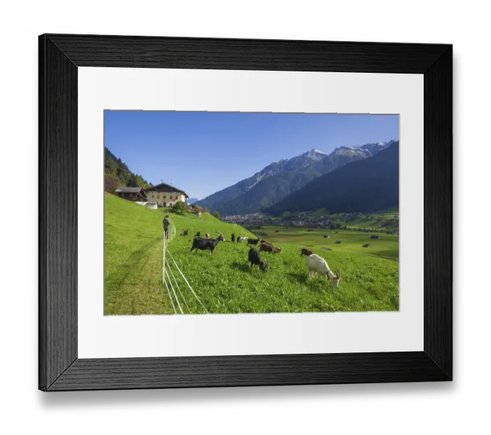 Framed Print : Goats graze on pasture in front of a farm with mountains