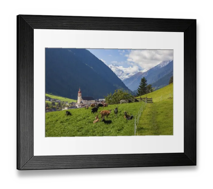 Framed Print : Goats graze on pasture, in the back mountains of the Stubai Glacier