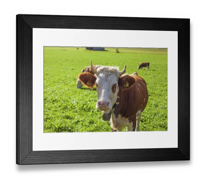 Framed Print : Cows on pasture, Neustift im Stubai Valley Framed Print : Cows on pasture, Neustift im Stubai Valley
