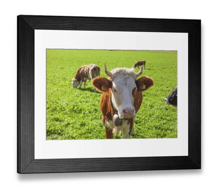 Framed Print : Cows on pasture, Neustift im Stubai Valley Framed Print : Cows on pasture, Neustift im Stubai Valley