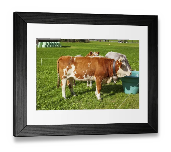 Framed Print : Cows watering on pasture, Neustift im Stubai Valley