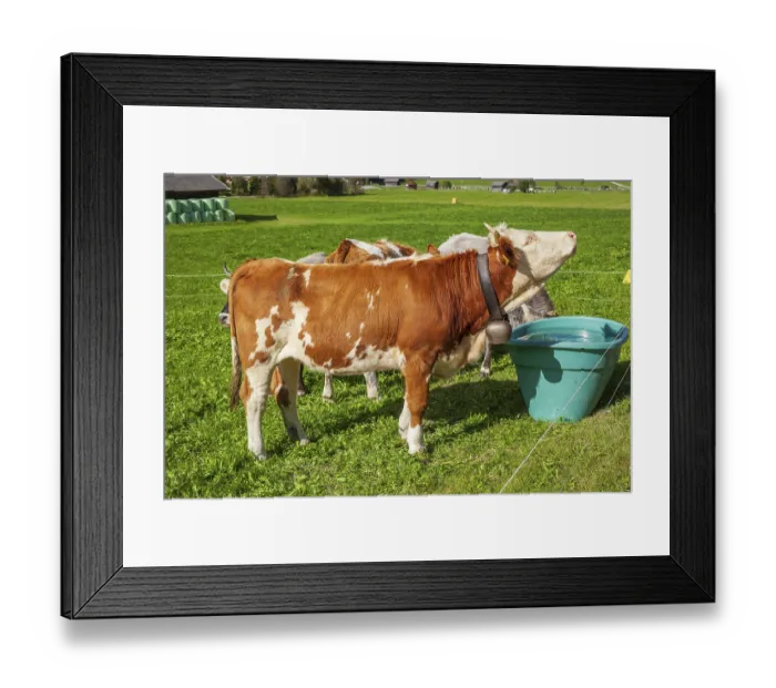 Framed Print : Cows watering on pasture, Neustift im Stubai Valley