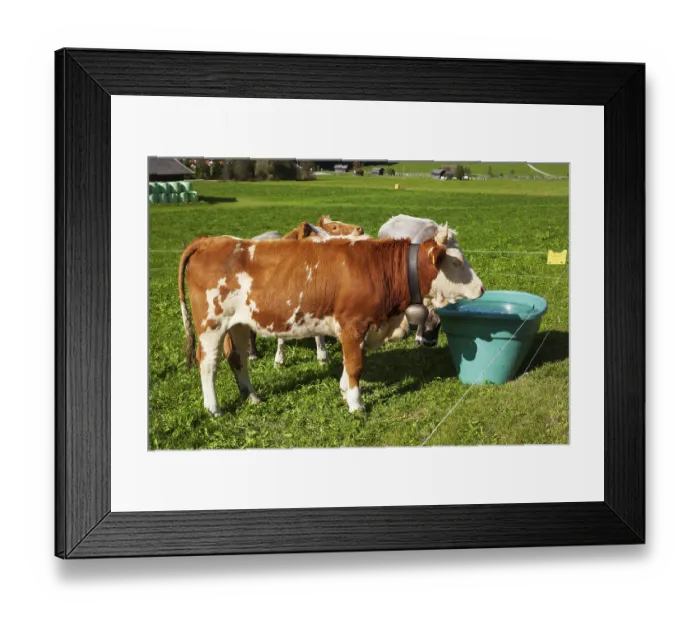 Framed Print : Cows watering on pasture, Neustift im Stubai Valley Framed Print : Cows watering on pasture, Neustift im Stubai Valley