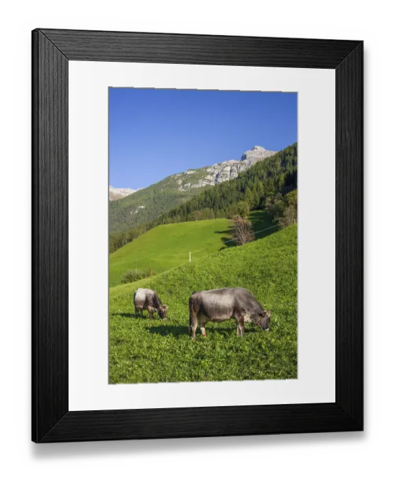 Framed Print : Cows grazing on pasture in the background of Berg Serles