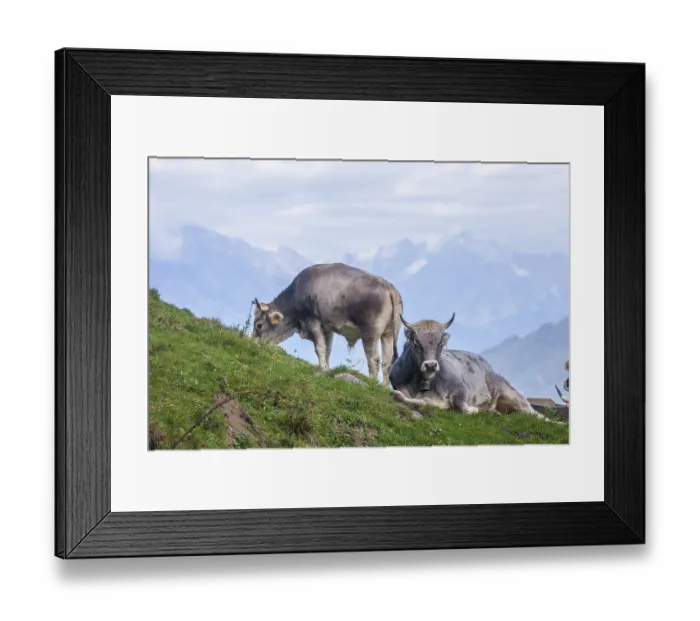 Framed Print : Cows grazing on pasture, Neustift im Stubai Valley