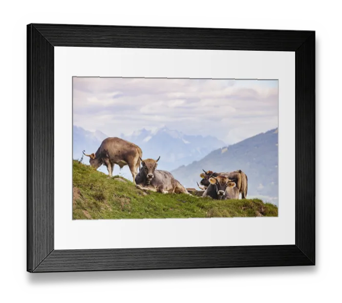 Framed Print : Cows grazing on pasture, Neustift im Stubai Valley