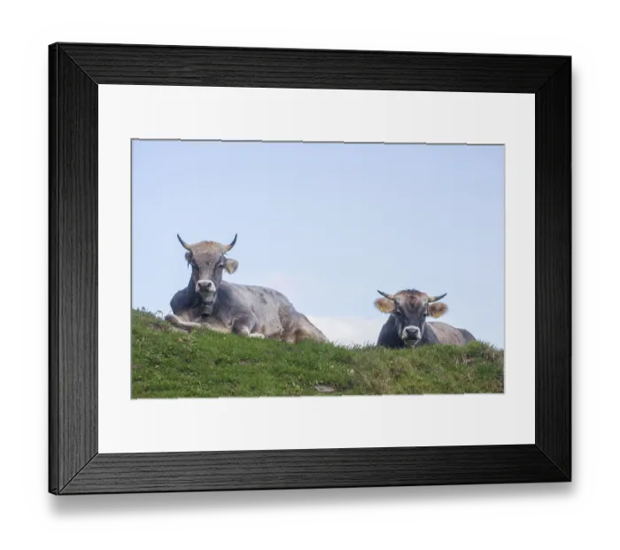 Framed Print : Cows sitting on pasture, Neustift im Stubai Valley Framed Print : Cows sitting on pasture, Neustift im Stubai Valley