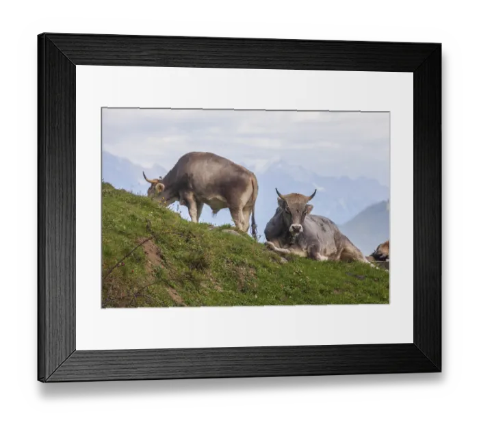 Framed Print : Cows grazing on pasture, Neustift im Stubai Valley Framed Print : Cows grazing on pasture, Neustift im Stubai Valley