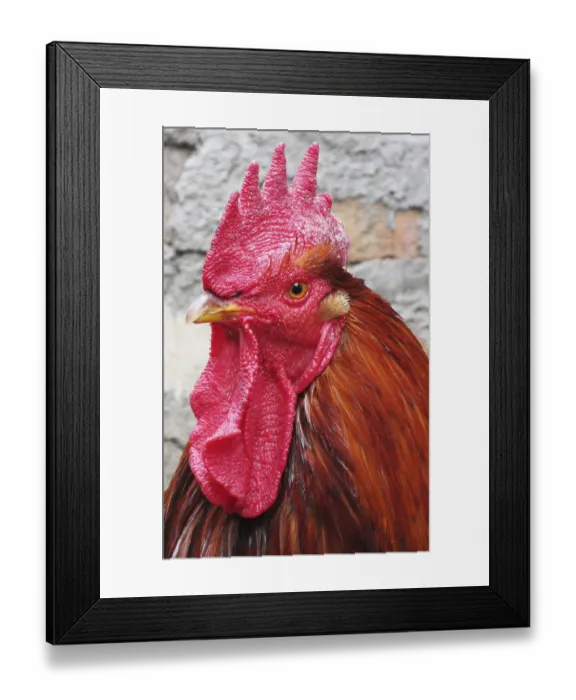 Framed Print : Lonely rooster expressive looks into the distance