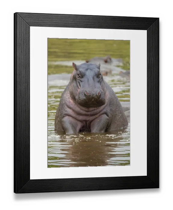 Framed Print : Hippopotamus, hippo (Hippopotamus amphibius) Framed Print : Hippopotamus, hippo (Hippopotamus amphibius)