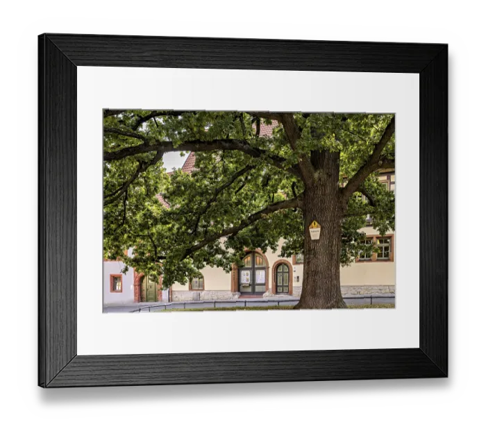 Framed Print : Large tree next to a historic half-timbered building Framed Print : Large tree next to a historic half-timbered building