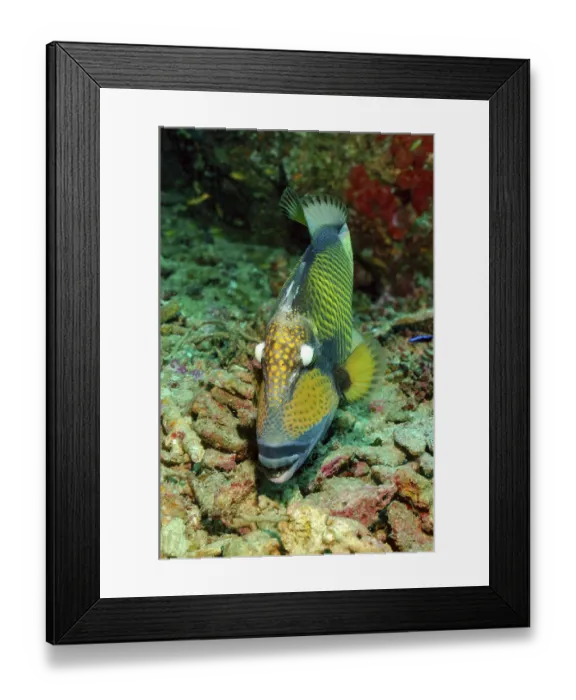 Framed Print : Titan triggerfish (Balistoides viridescens) bites coral rock