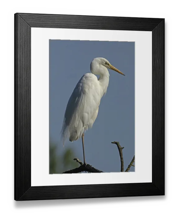 Framed Print : Great egret standing on branch looking right against blue sky