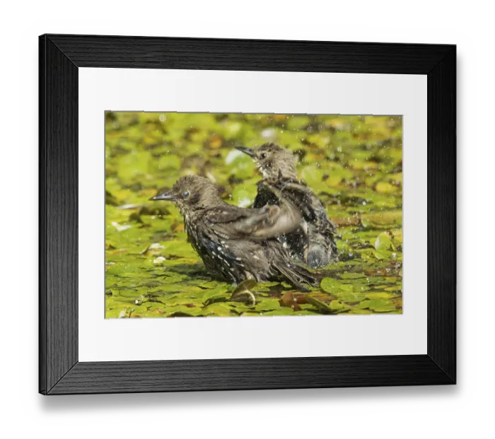 Framed Print : Starring two birds standing on aquatic plants with water droplets in water looking left