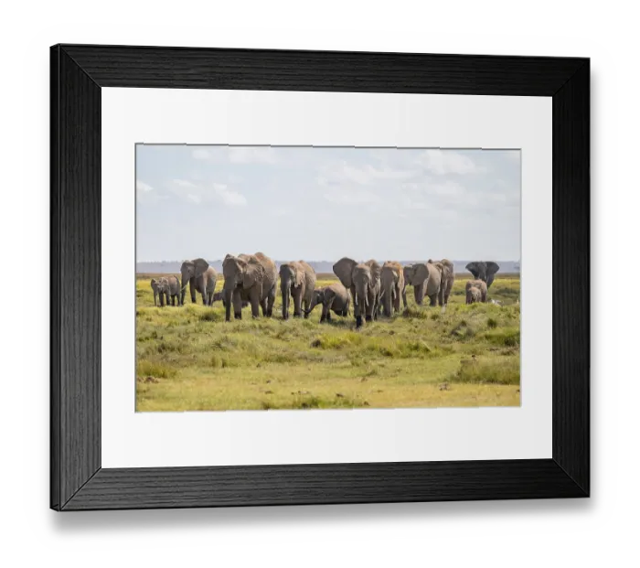 Framed Print : African elephant (Loxodonta africana) Framed Print : African elephant (Loxodonta africana)