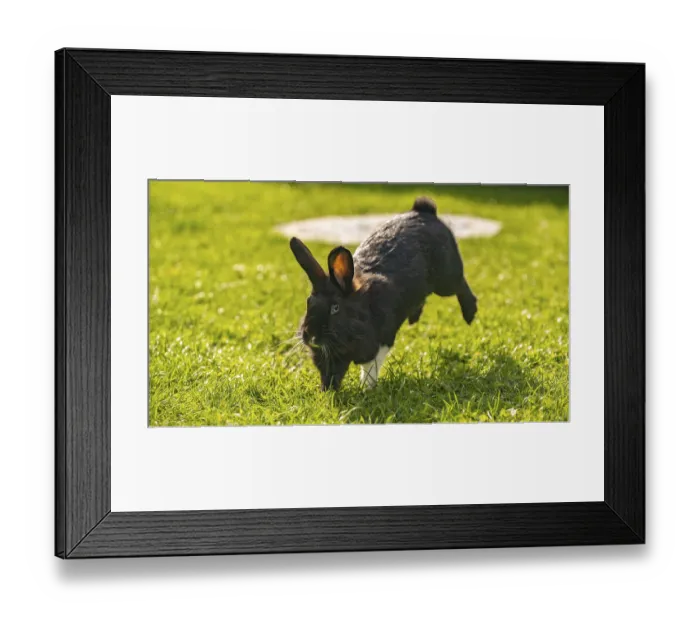 Framed Print : Dynamic shot of a black and white Lionhead rabbit mid-jump or leap across a bright Framed Print : Dynamic shot of a black and white Lionhead rabbit mid-jump or leap across a bright