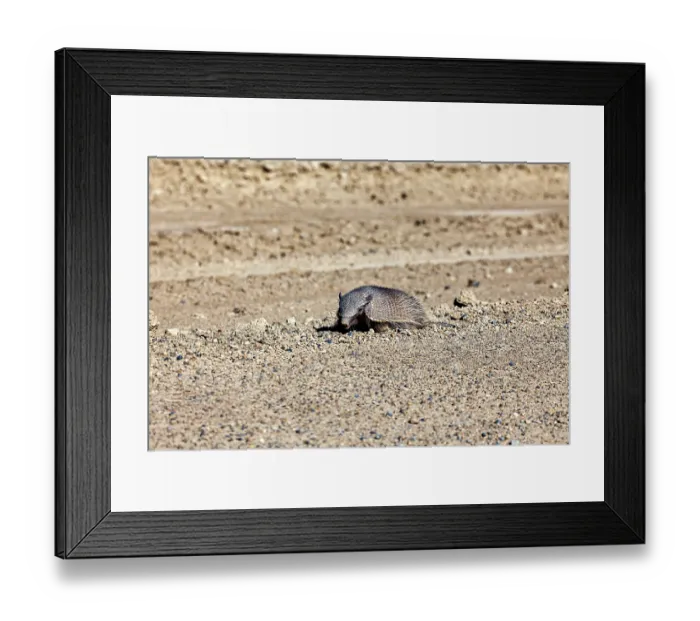 Framed Print : An armadillo lies alone in a sandy desert landscape