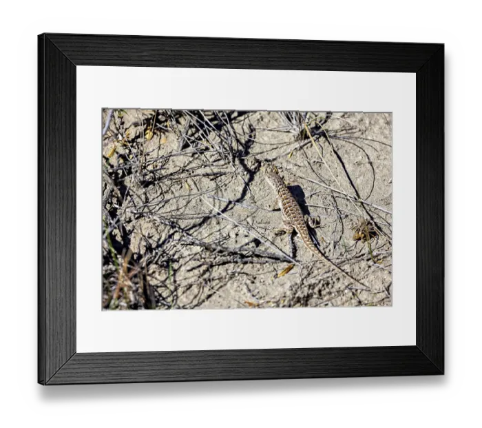 Framed Print : A lizard basks on dry sand among grasses and branches