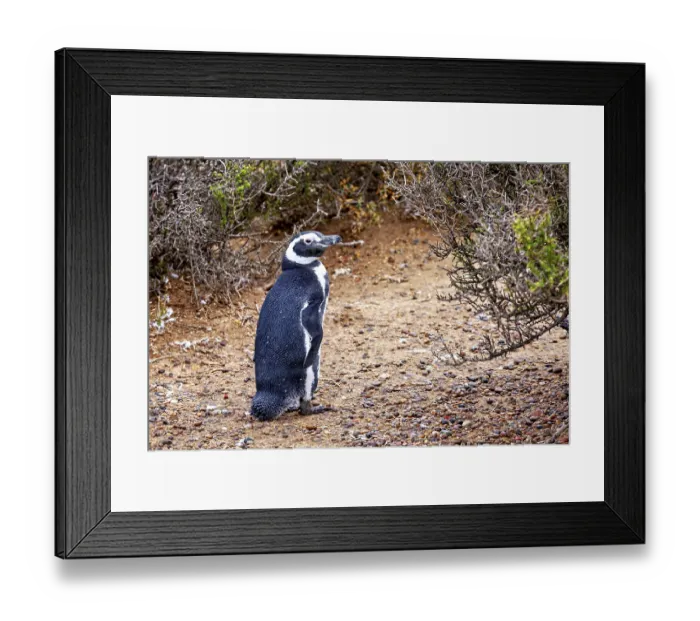 Framed Print : A single penguin stands next to bushes on sandy soil