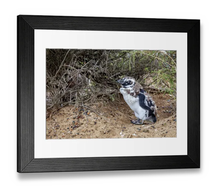 Framed Print : A penguin with its chick under bushes on the beach Framed Print : A penguin with its chick under bushes on the beach