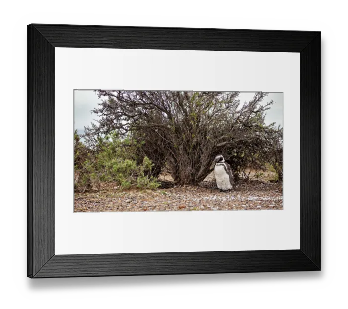 Framed Print : A penguin stands under a large shrub on gravelly ground Framed Print : A penguin stands under a large shrub on gravelly ground