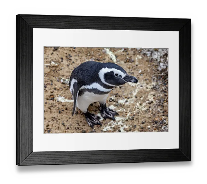 Framed Print : A penguin stands on pebbles and looks up Framed Print : A penguin stands on pebbles and looks up