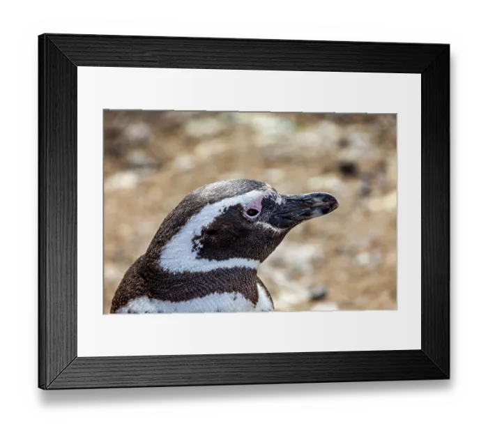 Framed Print : Close-up of a penguin head with detailed plumage Framed Print : Close-up of a penguin head with detailed plumage