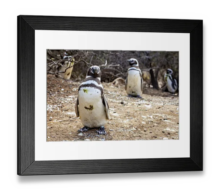 Framed Print : Close-up of penguins on desert-like ground