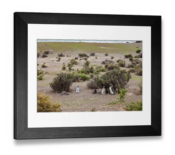 Framed Print : Several penguins are scattered in an open