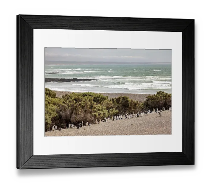 Framed Print : A group of penguins stand on the edge of a beach overlooking the sea