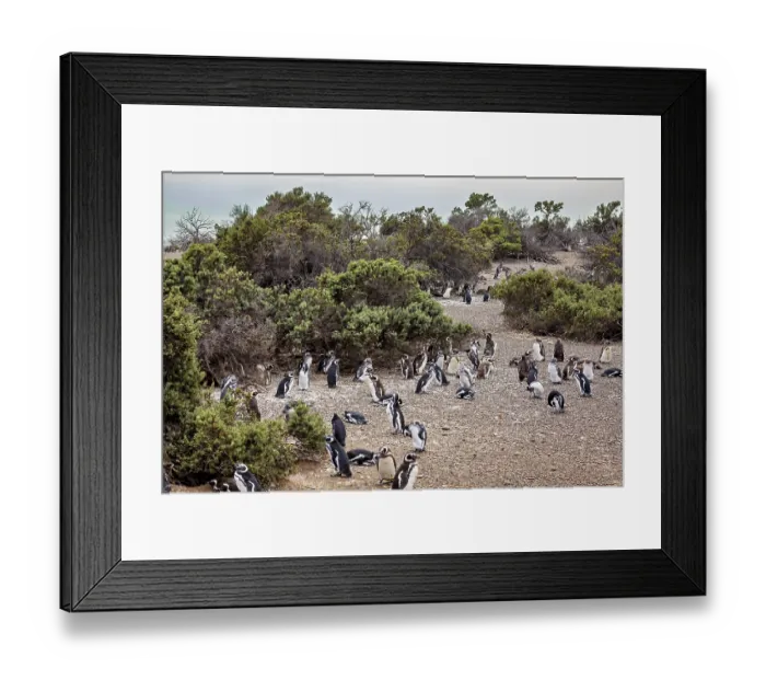 Framed Print : Densely packed numbers of penguins spread around shrubs near the coast Framed Print : Densely packed numbers of penguins spread around shrubs near the coast