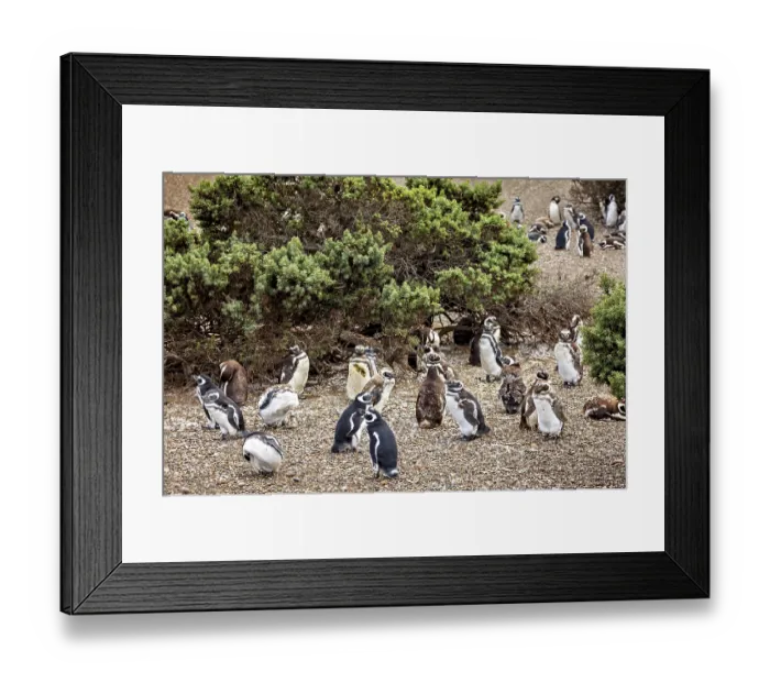 Framed Print : Large cluster of penguins surrounded by shrubs Framed Print : Large cluster of penguins surrounded by shrubs