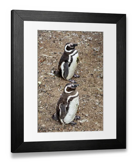 Framed Print : Two penguins stand side by side on a rocky ground