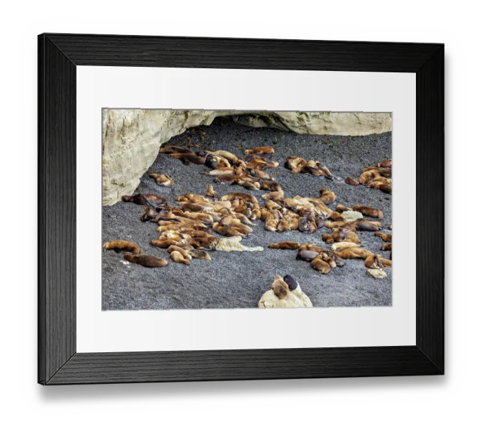 Framed Print : Large group of sea lions relaxing near a rocky cave