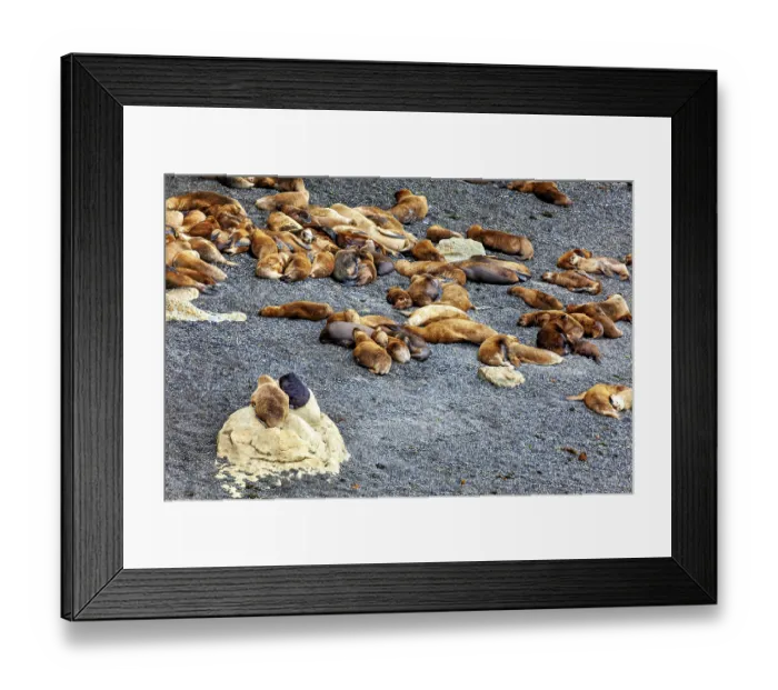 Framed Print : Different sea lions scattered in small groups on a rocky beach