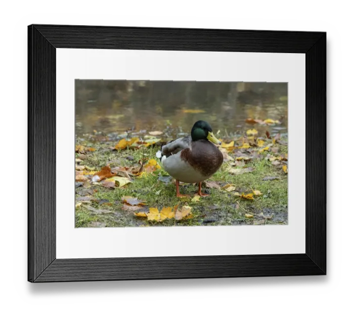 Framed Print : Borken, nrw, germany, mallard duck standing by pond with autumn leaves