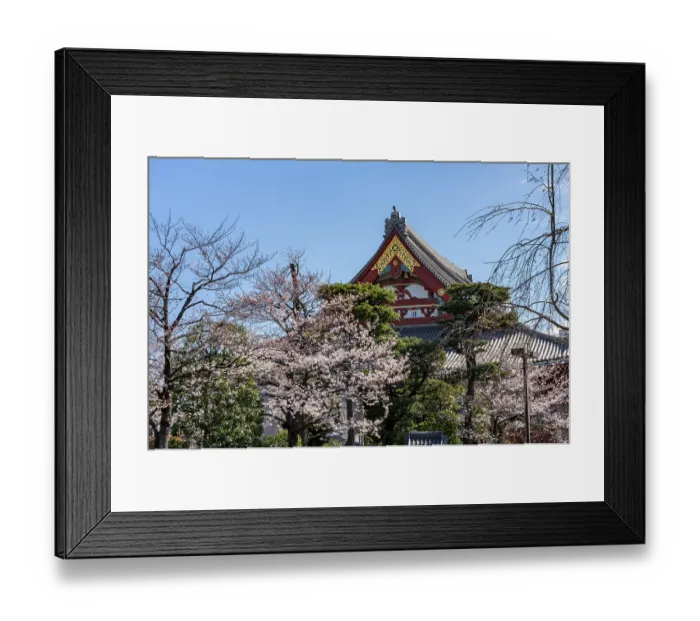 Framed Print : Blooming cherry trees and red-gold roof gable of a temple building