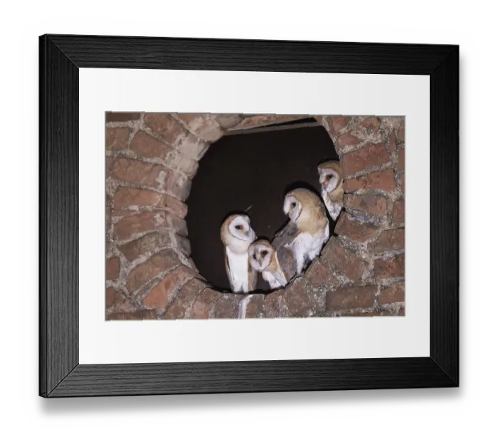 Framed Print : Barn owl four young birds standing in round wall opening seeing differently from the front