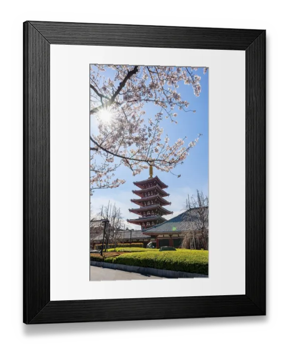 Framed Print : Blooming cherry trees with sun star