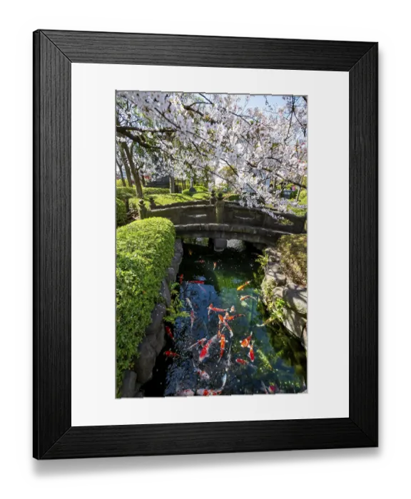 Framed Print : Blooming cherry trees and pond with koi carp Framed Print : Blooming cherry trees and pond with koi carp
