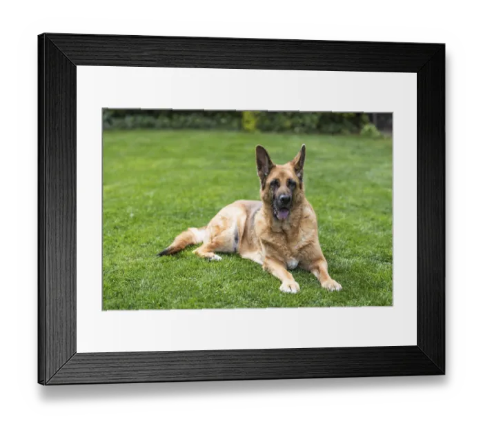 Framed Print : Senior German Shepherd dog resting on grass