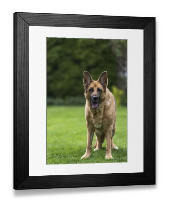 Framed Print : Senior German Shepherd dog resting on grass