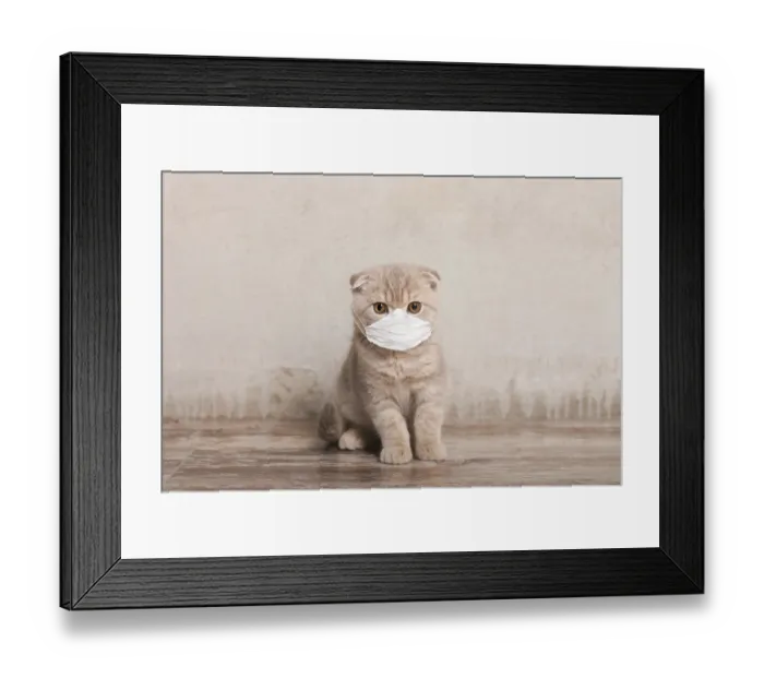 Framed Print : Cat in medical face mask. Coronavirus and stay at home