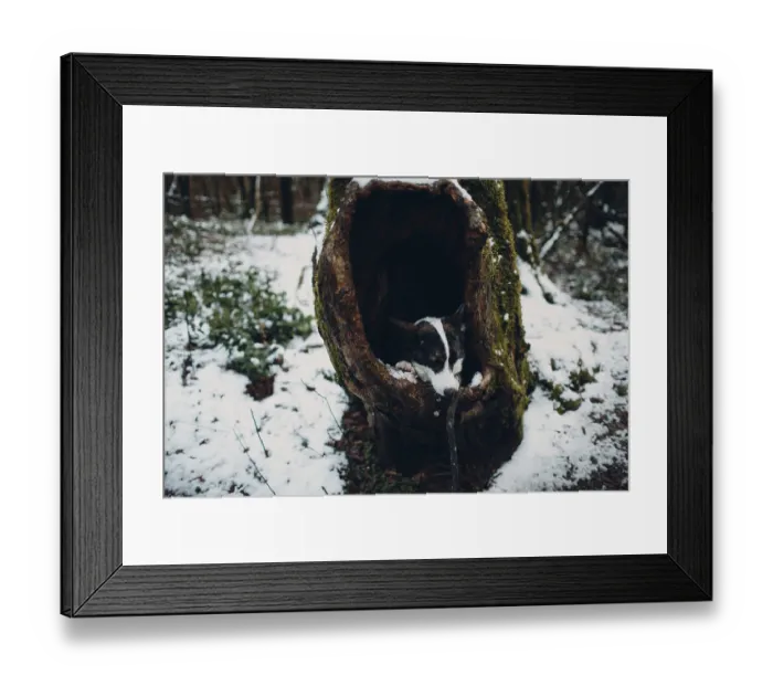 Framed Print : The sad puppy corgi dog seats in hollow tree Framed Print : The sad puppy corgi dog seats in hollow tree