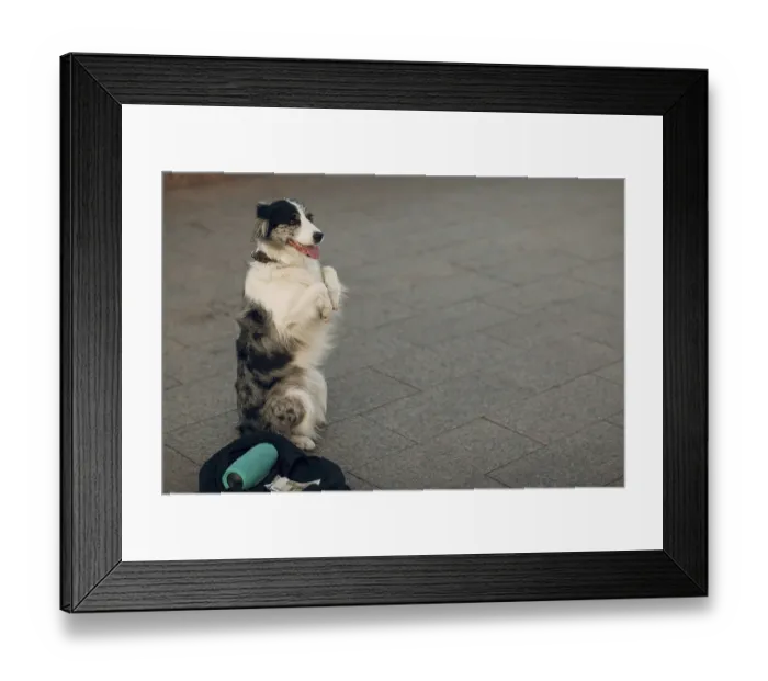 Framed Print : Dog stands on its hind legs and makes money at the street