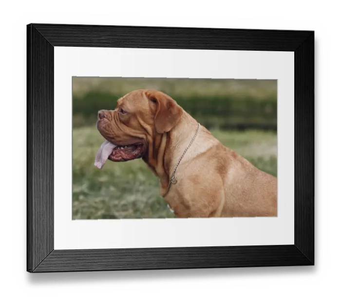 Framed Print : Portrait Dogue de Bordeaux. Dog mastiff pet