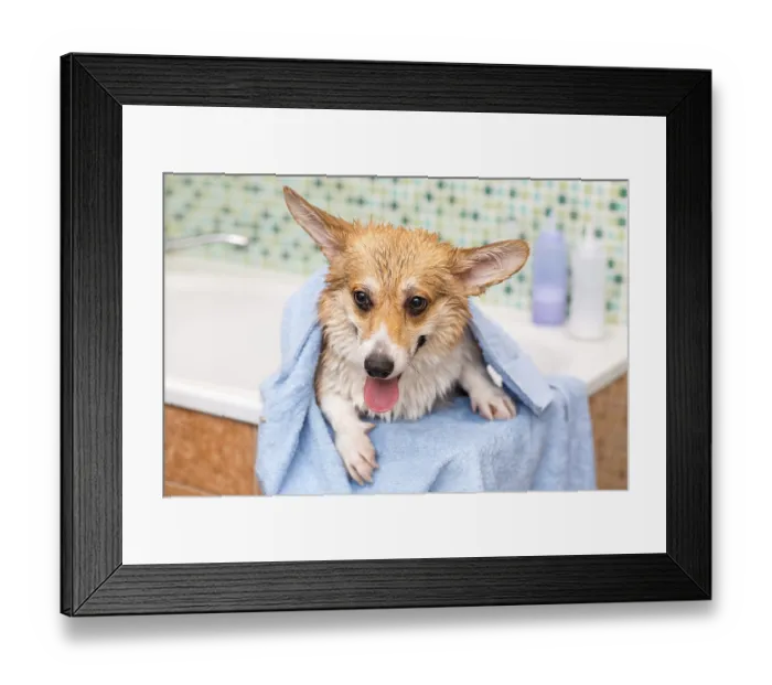 Framed Print : Corgi dog washes in the bathroom. Pet grooming